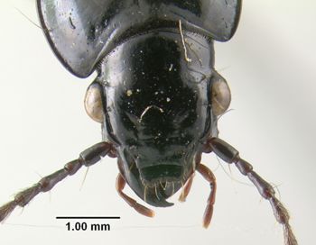 Media type: image;   Entomology 304829 Aspect: head frontal view